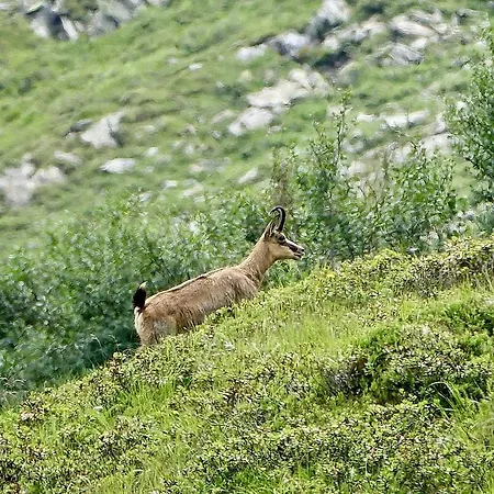 Pflueglhof 公寓 马耳他