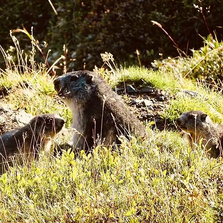 Pflüglhof Apartment *