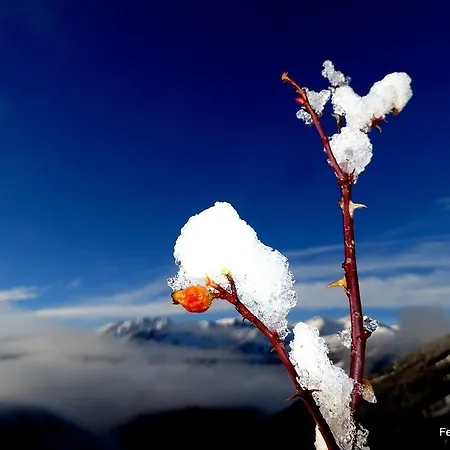Apartment Pflüglhof