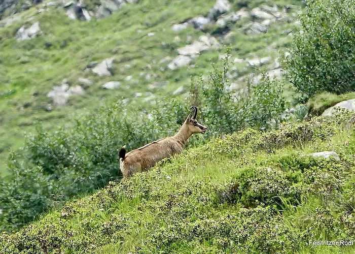 Pflueglhof דירה מלטה