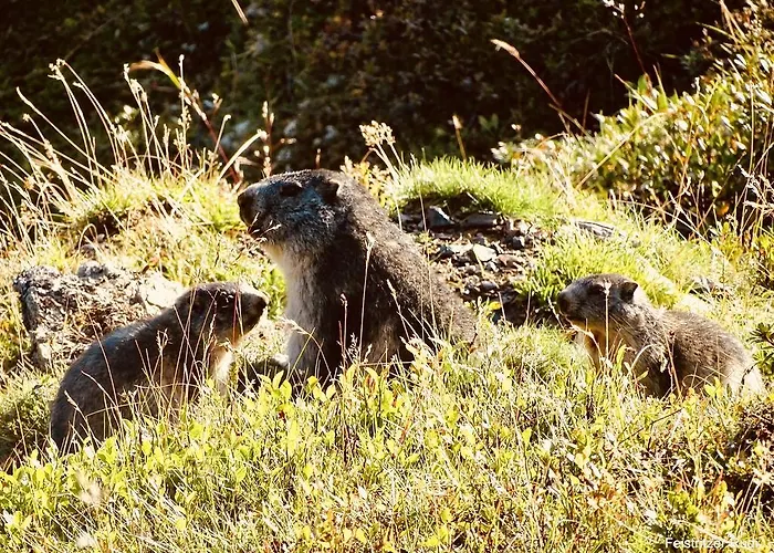 Pflueglhof דירה *